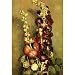 Professionally Framed Vincent Van Gogh Vase with Hollyhocks Art Print Poster - 13x19 with RichAndFramous Black Wood Frame