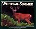 Whitetail Summer (Seasons of the Whitetail/John J. Ozoga, Bk 4)