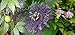 Hardy Passion Flower 5 Seeds - Maypop - Passiflora