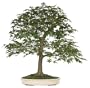 Brussel's Japanese Maple Specimen Tree