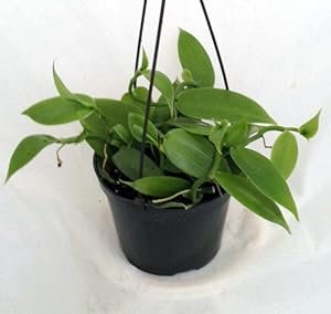 Amazon.com: Green Vanilla Bean Orchid Plant - 5" Hanging Basket: Patio