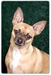 Chihuahua Cutting Board
