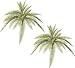 TWO 30" Artificial Phoenix Fern Bushes