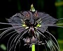 Schwarze Fledermausblume, Bat plant - Tacca chantrieri - Samen