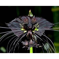 Schwarze Fledermausblume, Bat plant - Tacca chantrieri - Samen
