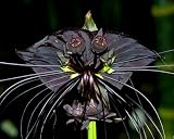 Schwarze Fledermausblume, Bat plant - Tacca chantrieri - Samen