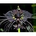 Schwarze Fledermausblume, Bat plant - Tacca chantrieri - Samen
