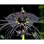Schwarze Fledermausblume, Bat plant - Tacca chantrieri - Samen