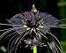 Garten & Freizeit : Schwarze Fledermausblume, Bat plant, Devil flower - Tacca chantrieri - 5 Samen