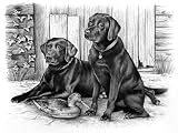 Eigenschaften Mammut A30PPSK4 / Labradors - Malen nach Zahlen - Professional