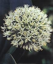 Ivory Queen Allium Bulb - Flowering Onions -Deer Proof