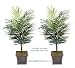 TWO 4' Artificial Dwarf Areca Palm Trees, with No Pot,