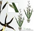 TWO 39" Gongora Orchid Artificial Silk Flower Bendable Sprays with Iris leaves