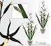 TWO 39" Gongora Orchid Artificial Silk Flower Bendable Sprays with Iris leaves