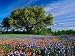 Live Oak, Paintbrush, and Bluebonnets in Texas Hill Country, USA Photographic Poster Print