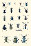 Art Poster, Insect Study #2 - 18.75 x 27.5