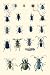 Art Poster, Insect Study #2 - 18.75 x 27.5