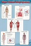 Major Human Body Systems (Skeletal, Respiratory, Muscular, Nervous, Ciruclatory) Art Poster Print - 24 X 36