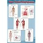 Major Human Body Systems (Skeletal, Respiratory, Muscular, Nervous, Ciruclatory) Art Poster Print - 24" X 36"