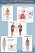 Major Human Body Systems (Skeletal, Respiratory, Muscular, Nervous, Ciruclatory) Art Poster Print - 24 X 36