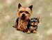 Yorkie and Puppy Woven Lap Square (Throw Blanket)