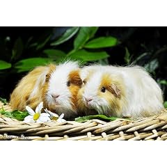 Mousepad Meerschweinchen