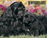 Newfoundlands 2009 Wall Calendar 13 X 10.5
