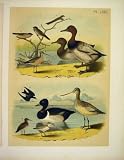 10 BIRDS FROM STUDER-JASPER BIRDS OF AMERICA 1878