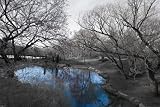 Isack Kousnsky-Central Park in Black and White with Blue Pond - Photography Poster Print - 24 by 36-Inch