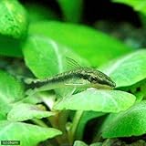 （熱帯魚）単品　オトシンクルス（１匹）　本州・四国限定[生体]