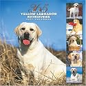 Yellow Labrador Retrievers 365 Days 2007 Calendar