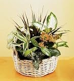 European Dish Garden (Tm) - Small