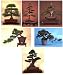Growing Bonsai