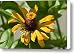 A Close Up Of A Giant Zinnia Flower Canvas Print / Canvas Art - Artist Joel Sartore