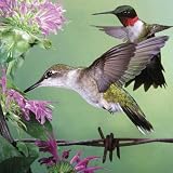 Ruby-throated Hummingbird 500p