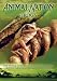 Animal Nation - Frogs [DVD]