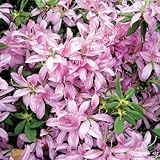 【ツツジ(つつじ) 花車(モチツツジ)】 １株