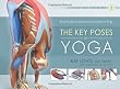 The Key Poses of Yoga