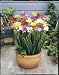 Unwins Bulbs - Freesia Double 12 prepacked bulb(s)