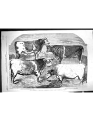 Antique Print of 1860 Prize Shorthorns Bulls Royal Agricultural Show Canterbury Malachite Peel