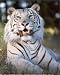 White Striped Wild Tiger Art Print POSTER lithograph - 20" x 16"