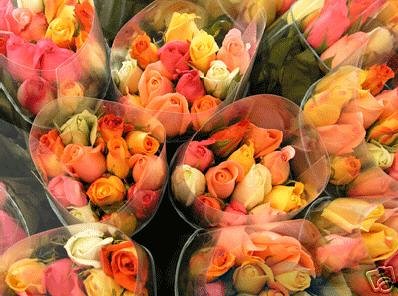 100 red long stem roses fresh roses cut to order direct from our farm in