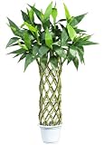 3  Straight Lucky Bamboo Silk Tree