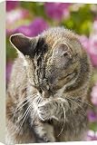 Box Canvas Print of Cat - Licking paw from Ardea