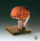 Brain Demonstration Model -BS25