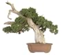 Brussel's Phoenix Graft Bonsai Tree