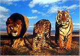 Wild Cats [PH-0183] [�|�X�^�[]