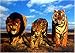 Wild Cats [PH-0183] [�|�X�^�[]