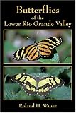 Butterflies Of The Lower Rio Grande