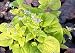 Diane's Gold Brunnera - Shade - Sky Blue Flowers